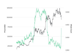 1,000 BTC 넘게 가진 고래들, 지금 매수 중!
