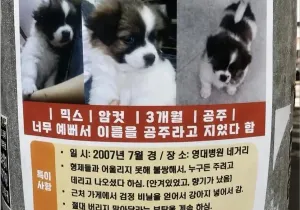 17년전 강아지 주신분 찾아요.jpg