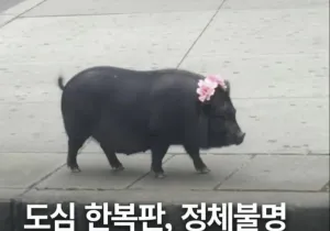 간만에 꾸미고 나왔는데..