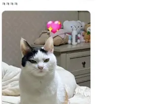 낮잠 재워달라고 떼쓰는 고양이