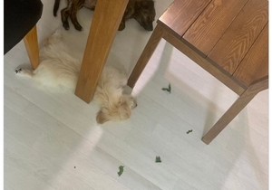 상추 뜯어먹다가 잠든 강아지.jpg