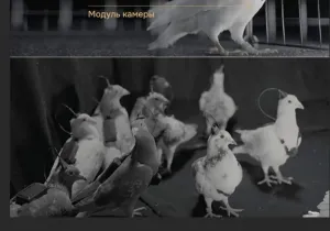 이미 사람에게 썼을것 같은 기술.jpg