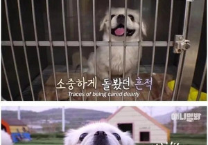 화장실에 버려졌던 강아지 근황...jpg