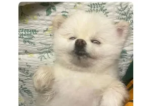하루 산책 두번시켰더니 생긴일