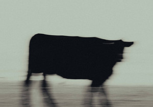 비트코인 옵션 트레이더들 8만달러 돌파 상승 베팅 강화