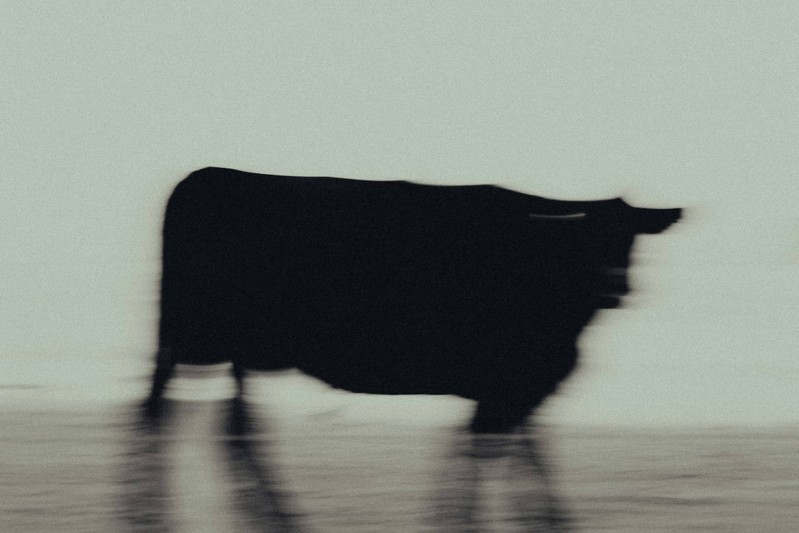 toro-bull-subida-unsplash-min.jpg