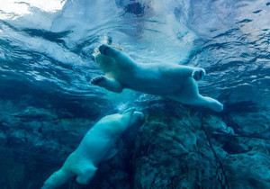 비트코인 64,000달러 급락 IBM AI 우려 여파