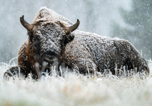 군중 비트코인 약세론에도 역사적 데이터 상승 신호