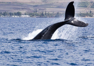 비트코인 고래들의 롱 포지션 확대, 약세 베팅과의 엇갈린 신호