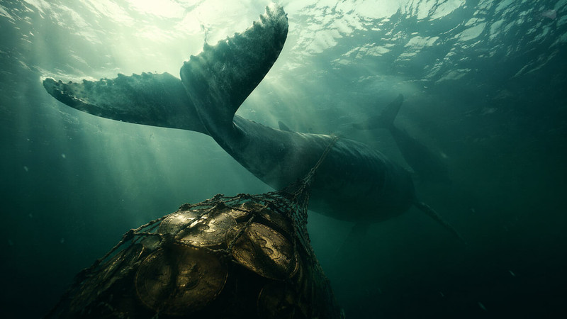 bitcoin-whale-underwater.jpg