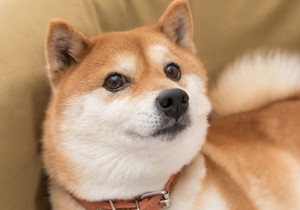 스페이스X IPO 앞두고 비트코인 보유 확대 전망